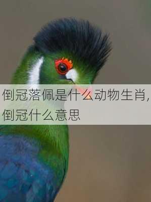 倒冠落佩是什么动物生肖,倒冠什么意思