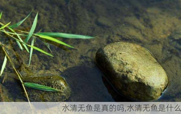 水清无鱼是真的吗,水清无鱼是什么