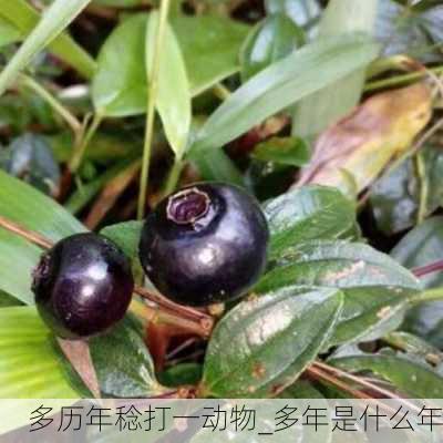 多历年稔打一动物_多年是什么年