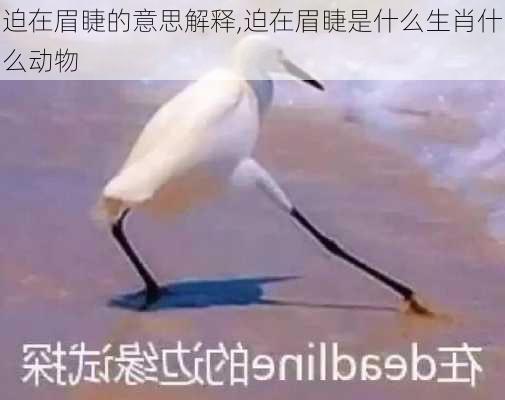 迫在眉睫的意思解释,迫在眉睫是什么生肖什么动物