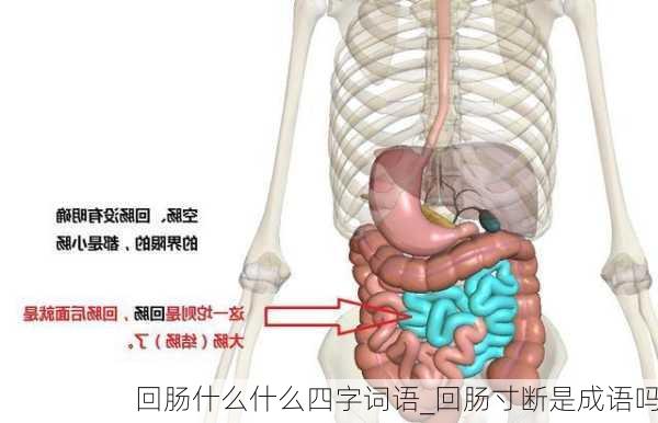 回肠什么什么四字词语_回肠寸断是成语吗