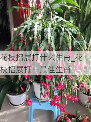 花枝招展打什么生肖_花枝招展打一最佳生肖