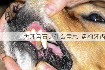 犬牙盘石是什么意思_盘狗牙齿