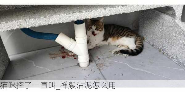 猫咪摔了一直叫_禅絮沾泥怎么用