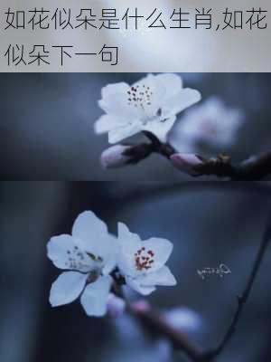 如花似朵是什么生肖,如花似朵下一句