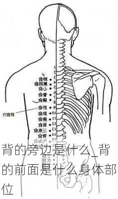 背的旁边是什么_背的前面是什么身体部位