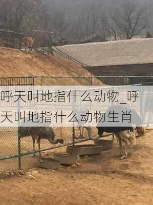 呼天叫地指什么动物_呼天叫地指什么动物生肖