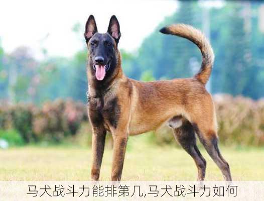 马犬战斗力能排第几,马犬战斗力如何