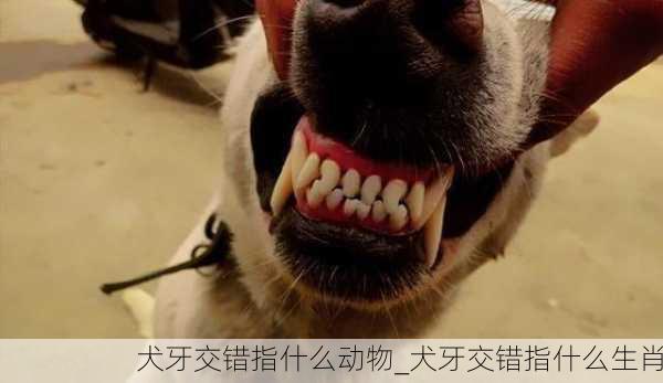 犬牙交错指什么动物_犬牙交错指什么生肖