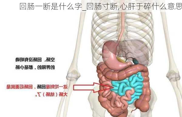 回肠一断是什么字_回肠寸断,心肝于碎什么意思