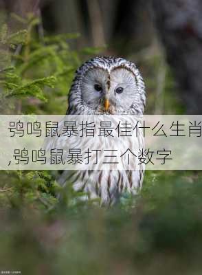 鸮鸣鼠暴指最佳什么生肖,鸮鸣鼠暴打三个数字