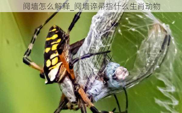 阋墙怎么解释_阋墙谇帚指什么生肖动物