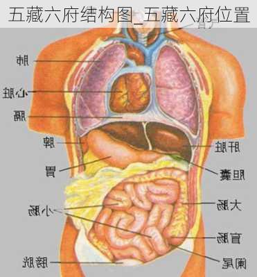 五藏六府结构图_五藏六府位置