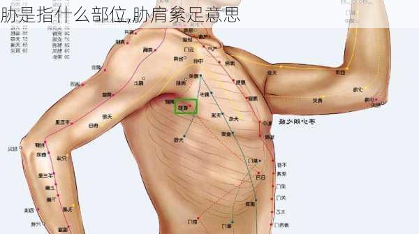 胁是指什么部位,胁肩絫足意思