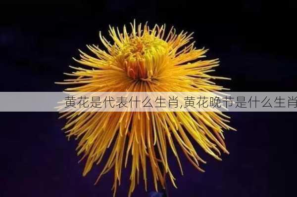 黄花是代表什么生肖,黄花晚节是什么生肖